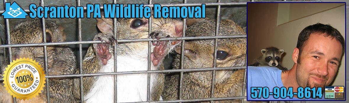Scranton Wildlife and Animal Removal